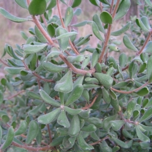 Persoonia rigida at Molonglo Valley, ACT - 10 Sep 2022