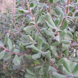 Persoonia rigida at Molonglo Valley, ACT - 10 Sep 2022