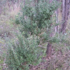 Persoonia rigida at Molonglo Valley, ACT - 10 Sep 2022