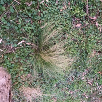 Nassella trichotoma (Serrated Tussock) at Hackett, ACT - 11 Sep 2022 by waltraud