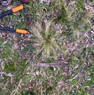 Nassella trichotoma (Serrated Tussock) at Hackett, ACT - 11 Sep 2022 by waltraud