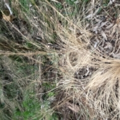 Austrostipa scabra (Corkscrew Grass, Slender Speargrass) at Hackett, ACT - 11 Sep 2022 by waltraud