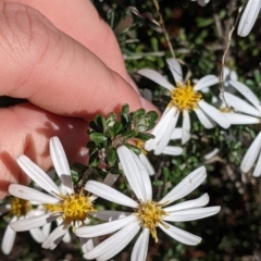 Olearia pimeleoides (Pimelea Daisy-bush) at Mount Hope, NSW - 4 Sep 2022 by Darcy