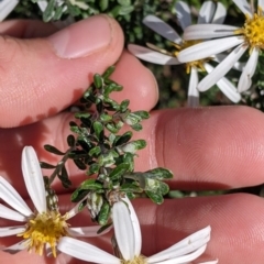 Olearia pimeleoides at Mount Hope, NSW - 4 Sep 2022 12:12 PM