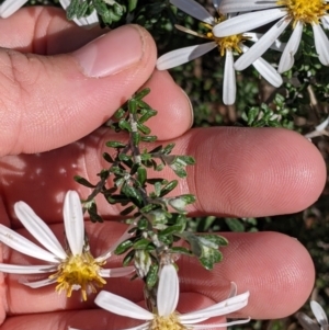 Olearia pimeleoides at Mount Hope, NSW - 4 Sep 2022