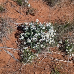 Olearia pimeleoides at Mount Hope, NSW - 4 Sep 2022 12:12 PM