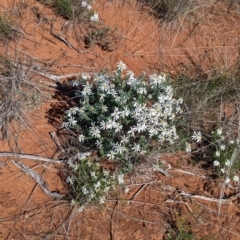 Olearia pimeleoides at Mount Hope, NSW - 4 Sep 2022