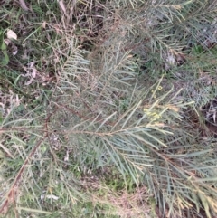 Acacia boormanii (Snowy River Wattle) at Mount Ainslie - 11 Sep 2022 by waltraud