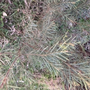 Acacia boormanii at Hackett, ACT - 11 Sep 2022