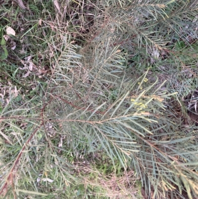 Acacia boormanii (Snowy River Wattle) at Hackett, ACT - 11 Sep 2022 by waltraud