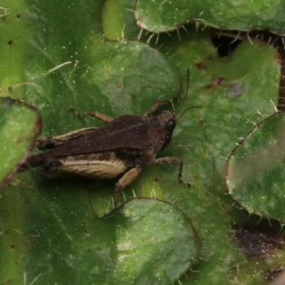 Paratettix australis (A pygmy grasshopper) at Murrumbateman, NSW - 11 Sep 2022 by amiessmacro