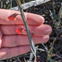 Bossiaea walkeri (Cactus Pea, Cactus Bossiaea) at Mount Hope, NSW - 4 Sep 2022 by Darcy