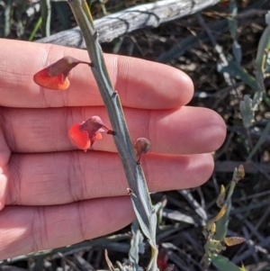 Bossiaea walkeri at Mount Hope, NSW - 4 Sep 2022 12:14 PM