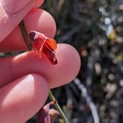 Bossiaea walkeri at Mount Hope, NSW - 4 Sep 2022 12:14 PM