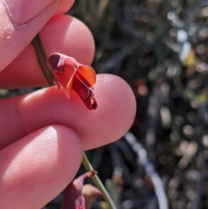 Bossiaea walkeri at Mount Hope, NSW - 4 Sep 2022