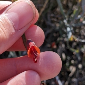 Bossiaea walkeri at Mount Hope, NSW - 4 Sep 2022 12:14 PM