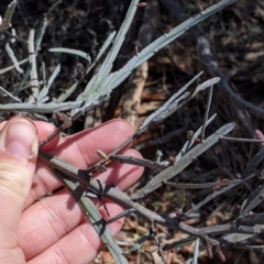 Bossiaea walkeri at Mount Hope, NSW - 4 Sep 2022