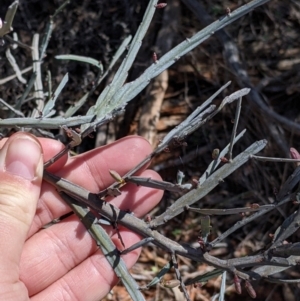 Bossiaea walkeri at Mount Hope, NSW - 4 Sep 2022