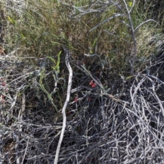 Bossiaea walkeri at Mount Hope, NSW - 4 Sep 2022