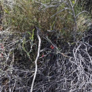 Bossiaea walkeri at Mount Hope, NSW - 4 Sep 2022 12:14 PM