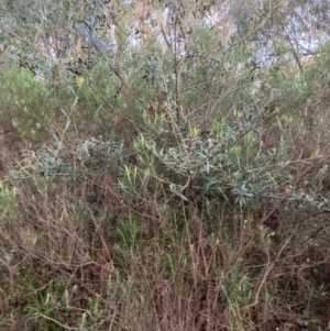 Olea europaea subsp. cuspidata at Hackett, ACT - 11 Sep 2022