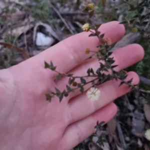 Acacia gunnii at Bungendore, NSW - 11 Sep 2022
