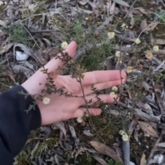 Acacia gunnii at Bungendore, NSW - 11 Sep 2022