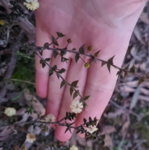 Acacia gunnii at Bungendore, NSW - 11 Sep 2022 06:00 PM