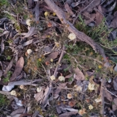 Acacia gunnii at Bungendore, NSW - 11 Sep 2022