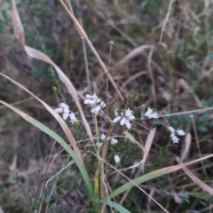 Cryptandra amara at Bungendore, NSW - 11 Sep 2022