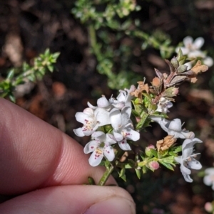 Westringia rigida at Mount Hope, NSW - 4 Sep 2022 12:18 PM