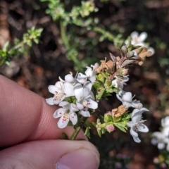 Westringia rigida at Mount Hope, NSW - 4 Sep 2022