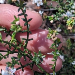 Westringia rigida at Mount Hope, NSW - 4 Sep 2022 12:18 PM