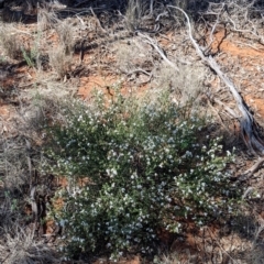 Westringia rigida at Mount Hope, NSW - 4 Sep 2022 12:18 PM