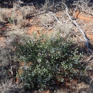 Westringia rigida at Mount Hope, NSW - 4 Sep 2022
