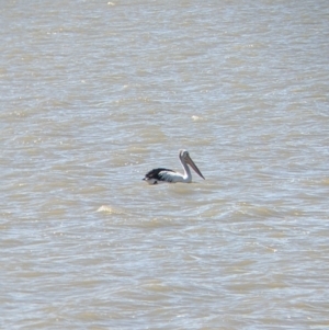 Pelecanus conspicillatus at Lake Cargelligo, NSW - 4 Sep 2022 01:08 PM