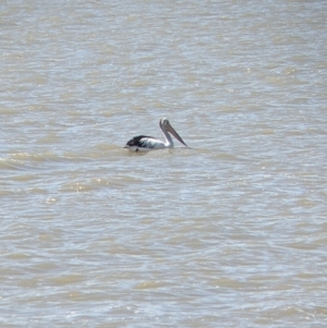 Pelecanus conspicillatus at Lake Cargelligo, NSW - 4 Sep 2022