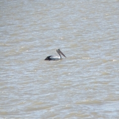 Pelecanus conspicillatus at Lake Cargelligo, NSW - 4 Sep 2022