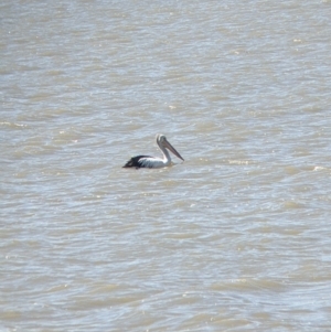 Pelecanus conspicillatus at Lake Cargelligo, NSW - 4 Sep 2022 01:08 PM