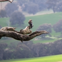 Artamus cyanopterus at Holbrook, NSW - 11 Sep 2022 10:40 AM