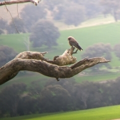 Artamus cyanopterus at Holbrook, NSW - 11 Sep 2022 10:40 AM