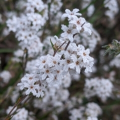 Leucopogon virgatus (Common Beard-heath) at Holbrook, NSW - 11 Sep 2022 by Darcy