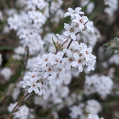 Leucopogon virgatus at Holbrook, NSW - 11 Sep 2022 11:47 AM