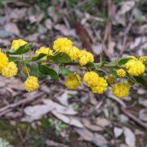 Acacia paradoxa at Holbrook, NSW - 11 Sep 2022 11:50 AM