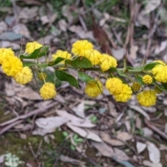 Acacia paradoxa at Holbrook, NSW - 11 Sep 2022 11:50 AM