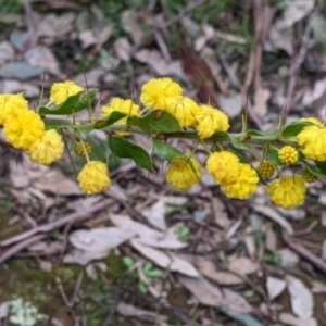 Acacia paradoxa at Holbrook, NSW - 11 Sep 2022 11:50 AM