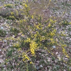 Acacia paradoxa at Holbrook, NSW - 11 Sep 2022 11:50 AM