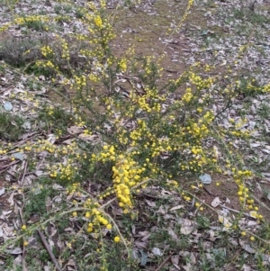Acacia paradoxa at Holbrook, NSW - 11 Sep 2022 11:50 AM