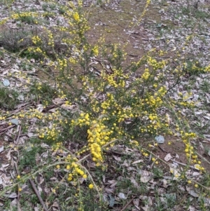 Acacia paradoxa at Holbrook, NSW - 11 Sep 2022