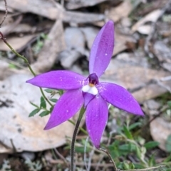 Glossodia major (Wax Lip Orchid) at Holbrook, NSW - 11 Sep 2022 by Darcy